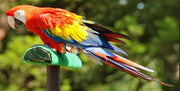 10 Beliebte Gartenvögel und Wie Sie Diese in Ihren Garten Locken