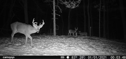 Der ultimative Leitfaden für Wildkameras für Benutzer